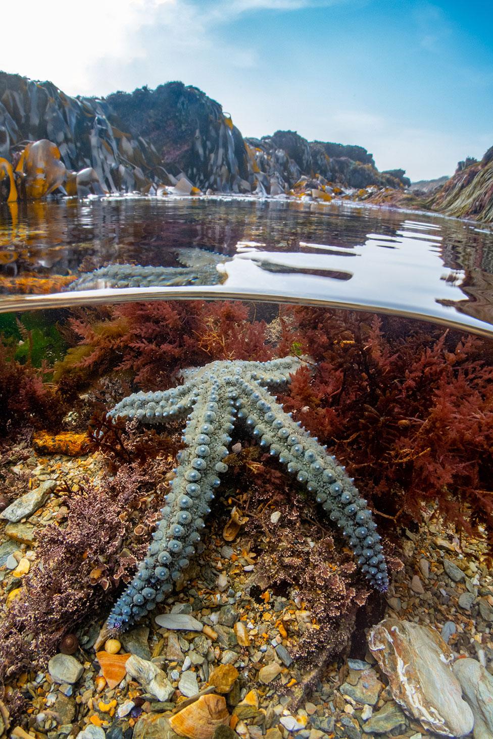 A spiny starfish in a rockpool in Cornwall