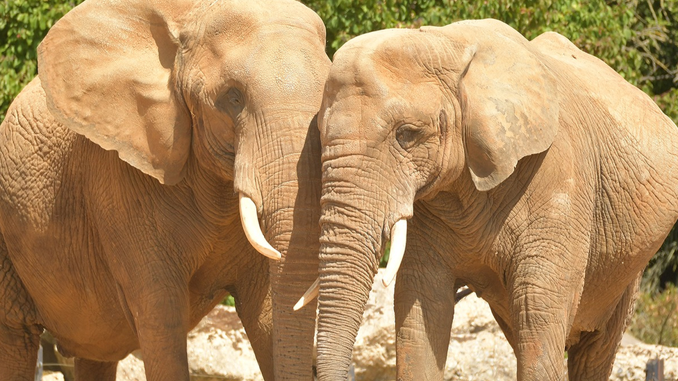 Elephants at Colchester Zoo