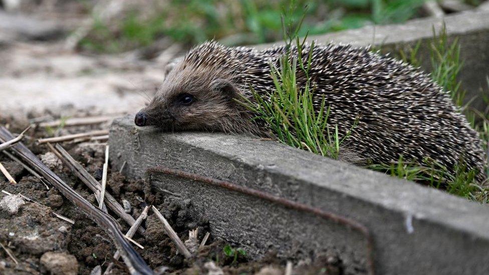 A hedgehog