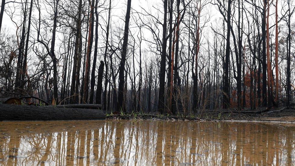 Large puddles form next to burnt bushland in the Blue Mountains, Australia, 17 January 2020.