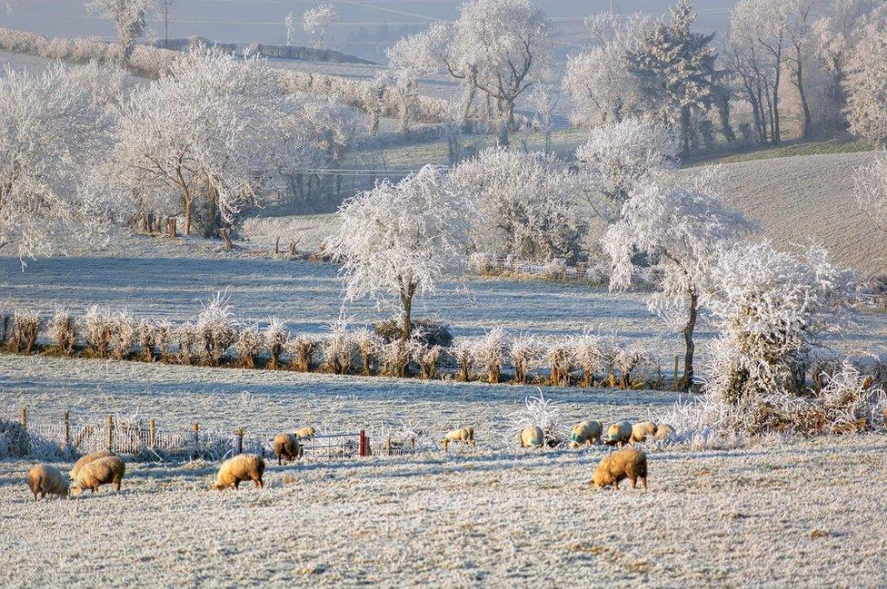 Sheep grazing in snowy fields near Omagh