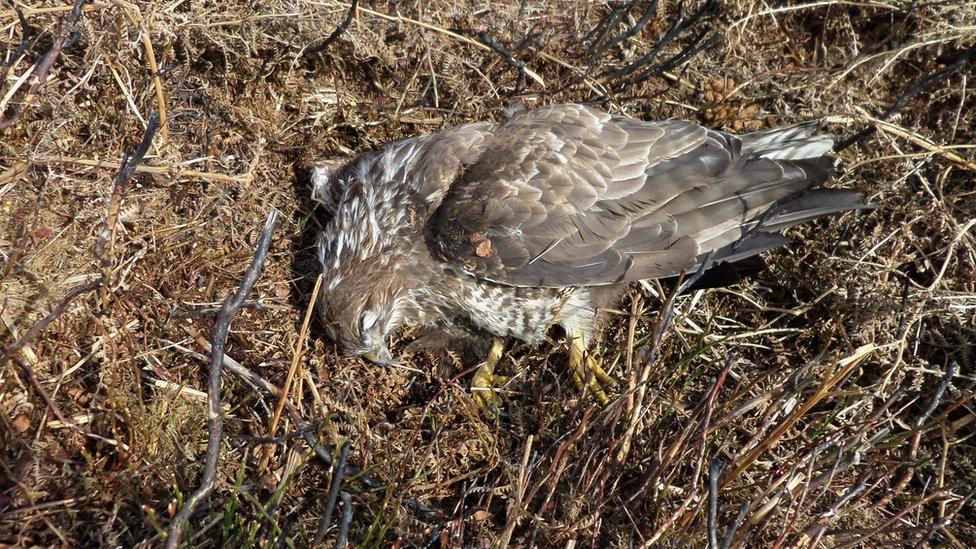 Buzzard found dead in North Yorkshrie