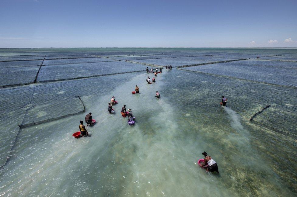 The villagers in shallow water prepare to release a new batch of juvenile sea cucumbers into their pens