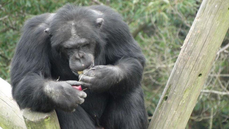 Nickel the chimpanzee enjoys a birthday treat