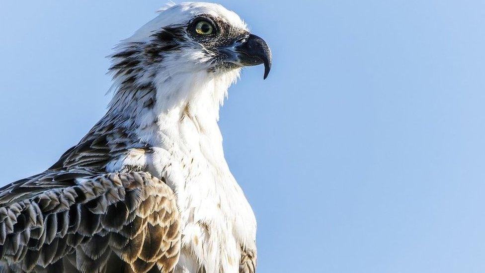 Osprey