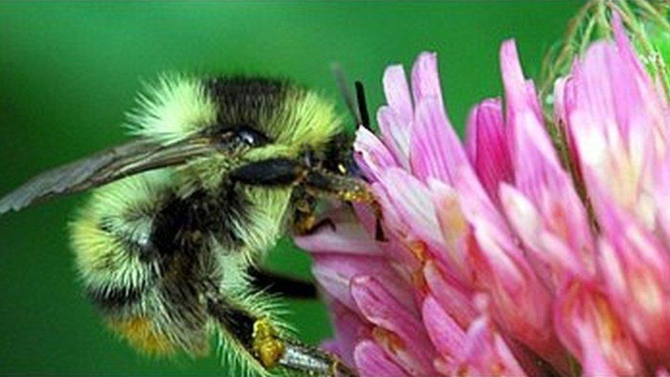 Shrill carder bee