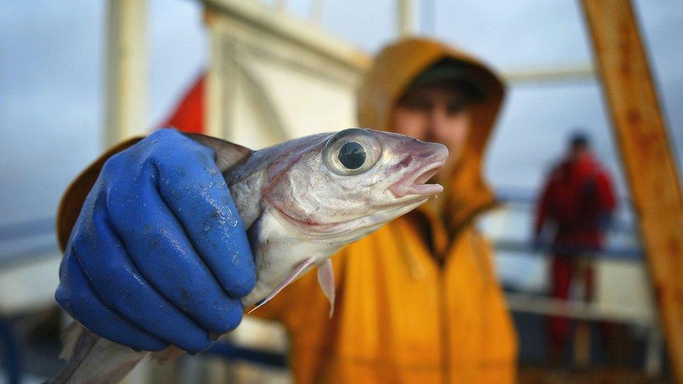 Fisherman holding a haddock