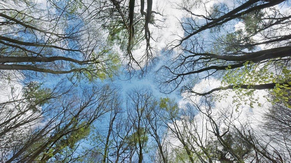 Trees in spring