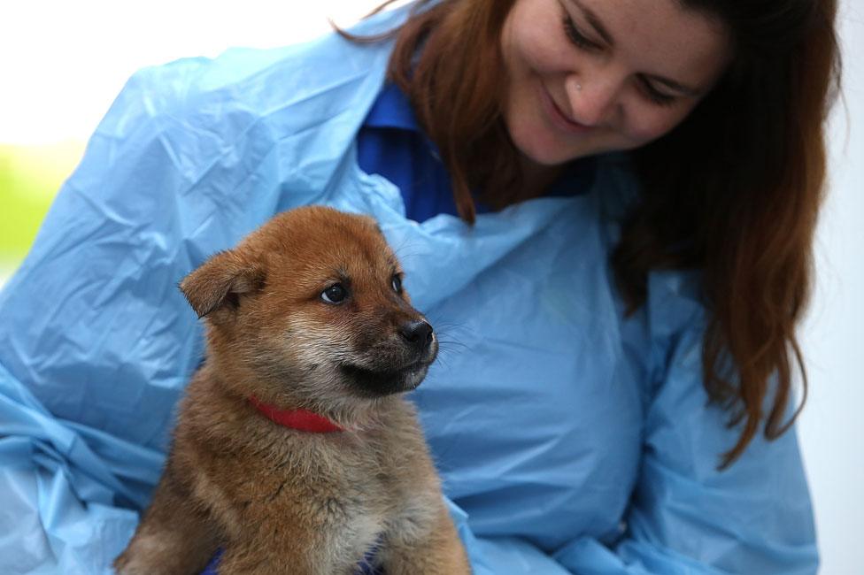 A rescued Korean dog in San Francisco