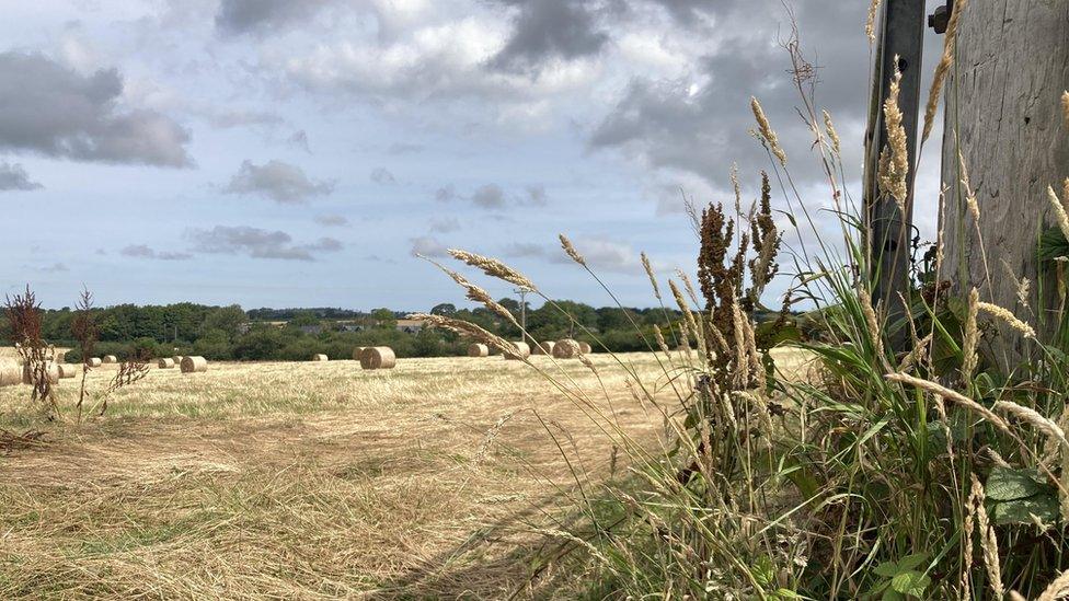 Tyn Mynydd land for tree planting