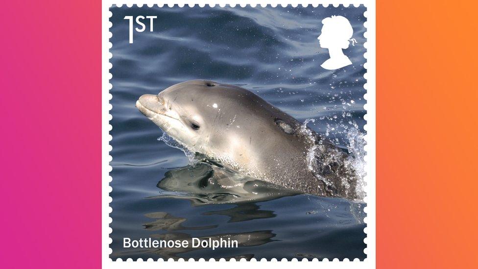 bottlenose dolphin