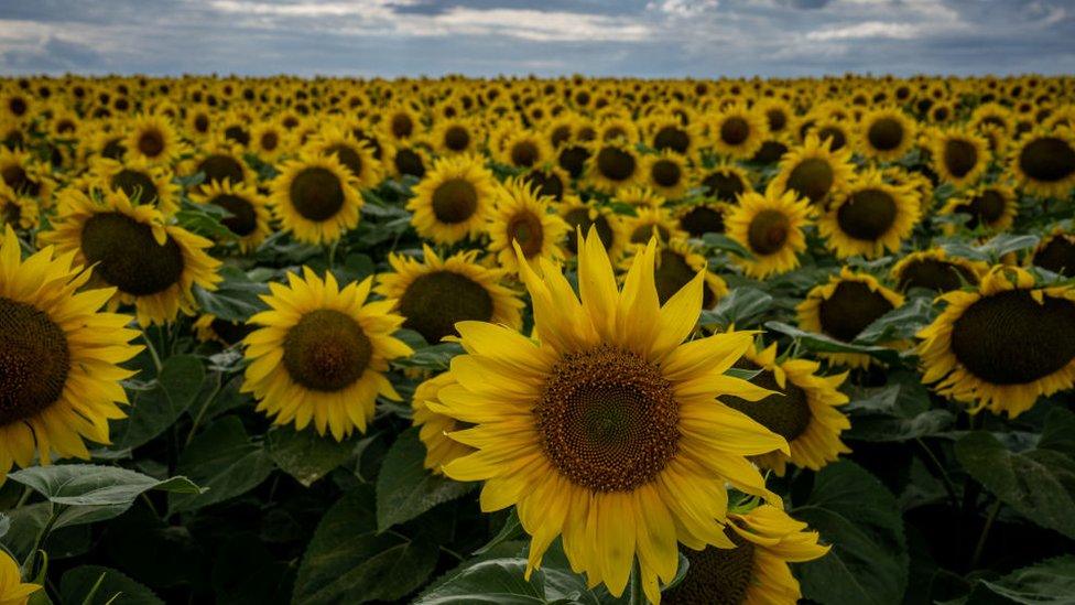 A sunflower field in Ukraine.