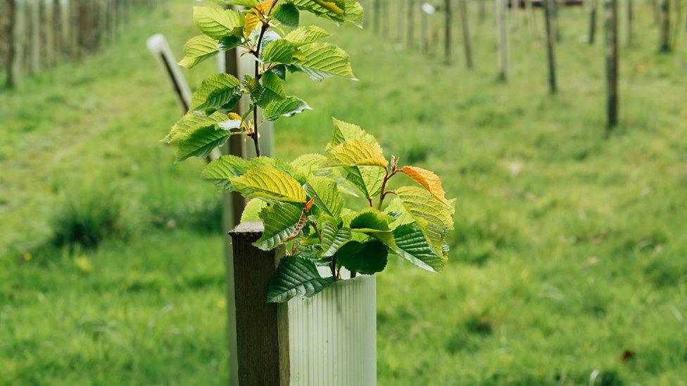 New trees planted