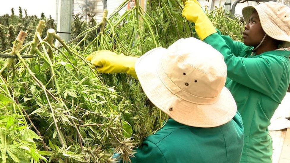 Farmers in the greenhouse