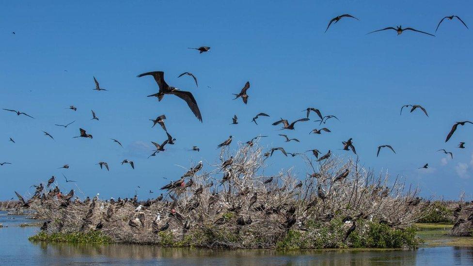 A picture taken in March 2018 shows frigatebirds in flight