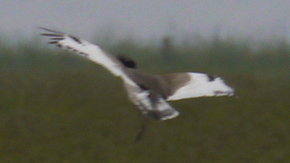 Little bustard