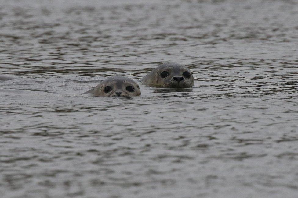 Seals in water