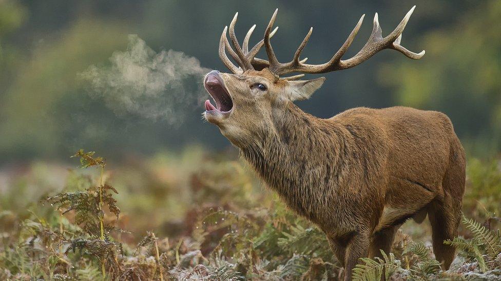 Red deer stag