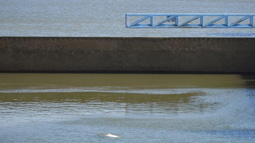 Image shows Beluga whale