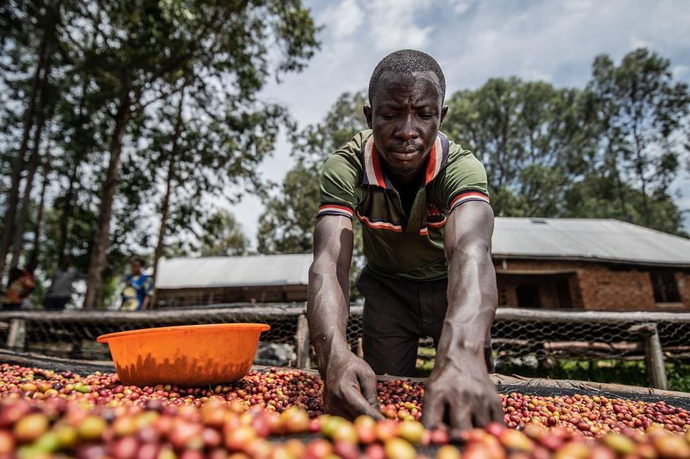 Former fighter Jacques, 29 years old, sorts coffee beans in Idjwi. 14th April 2022.