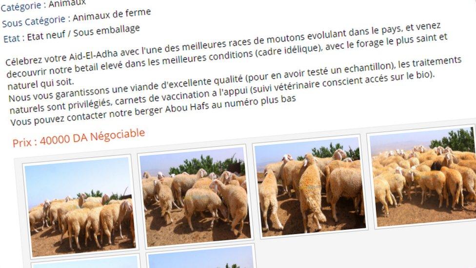 Advert selling sheep for Eid on Algerian Ouedkniss.com