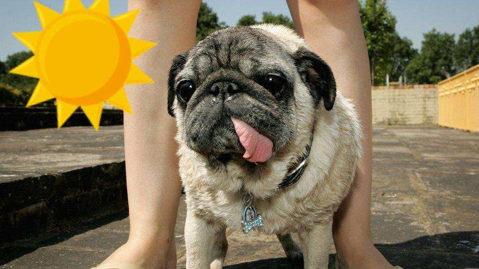 A pug with its tongue out and a cartoon sun