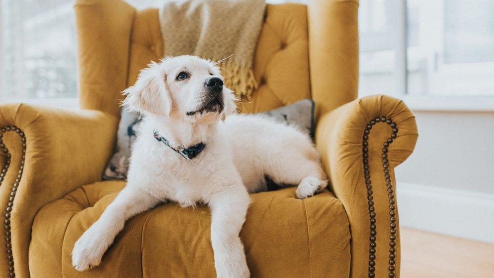 Dog sat on a chair