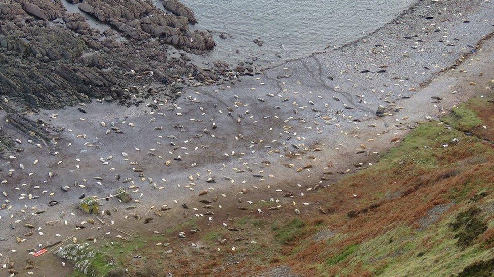 Seals and pups