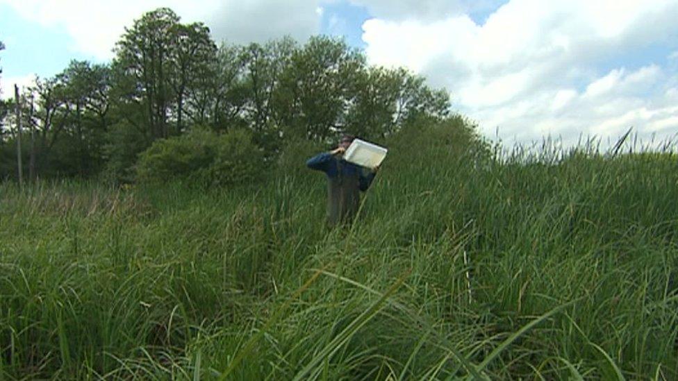 Reedy plants in a Shropshire mere