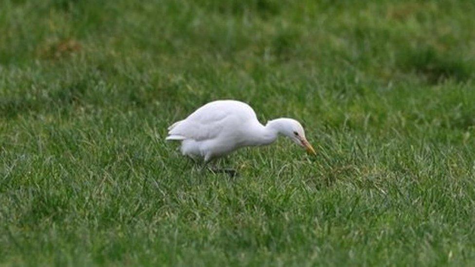 cattle egret