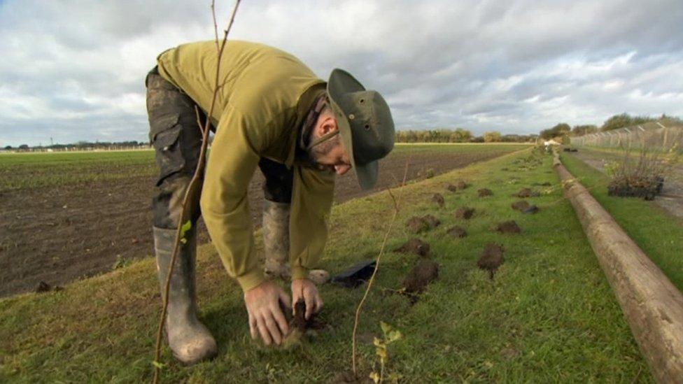 Man planting trees