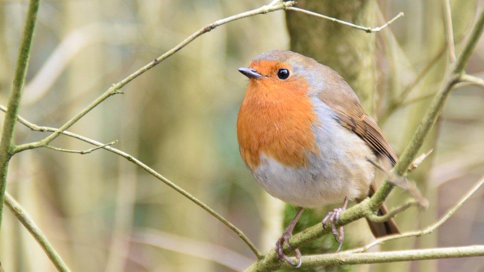 Robin at Roath Park, Cardiff, taken by Kenneth Arthurs