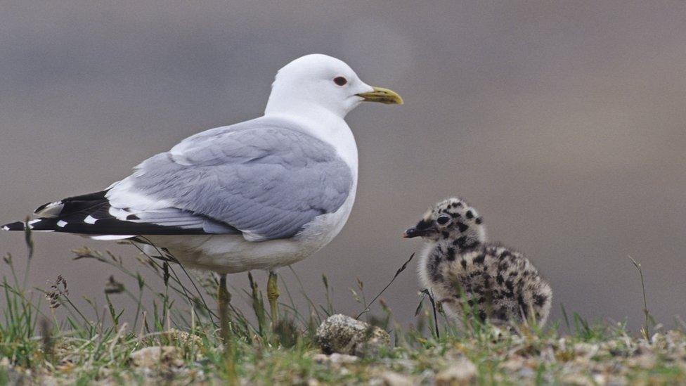 Bird and chick