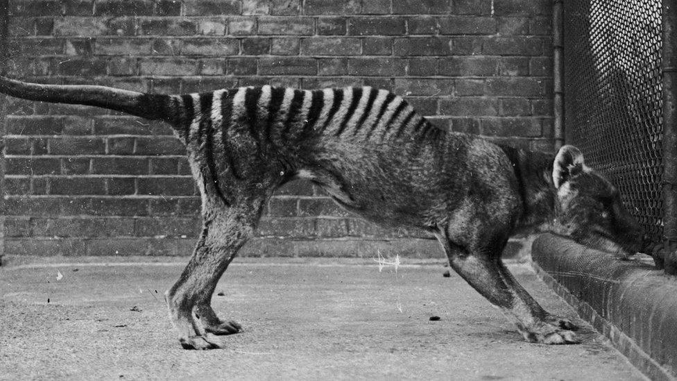 The last captive Tasmanian Tiger died at Hobart Zoo in 1936