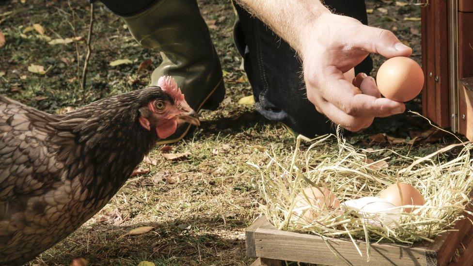 Farmer collecting egg