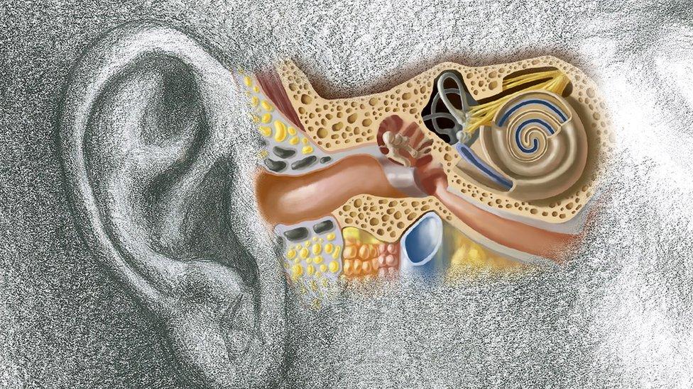 Inner ear