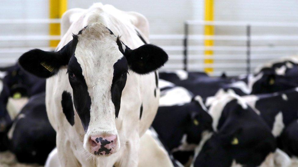 Cows on a Qatari farm