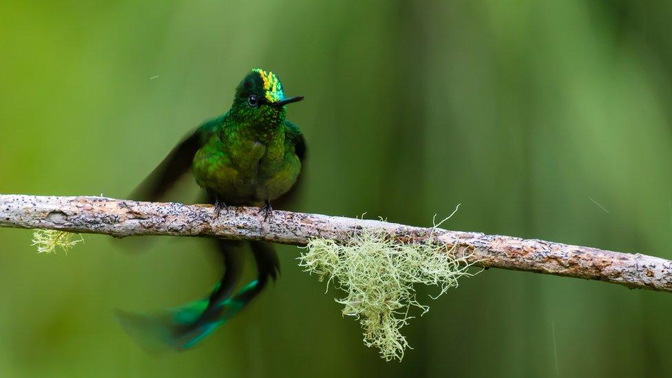 A male long tailed sylph