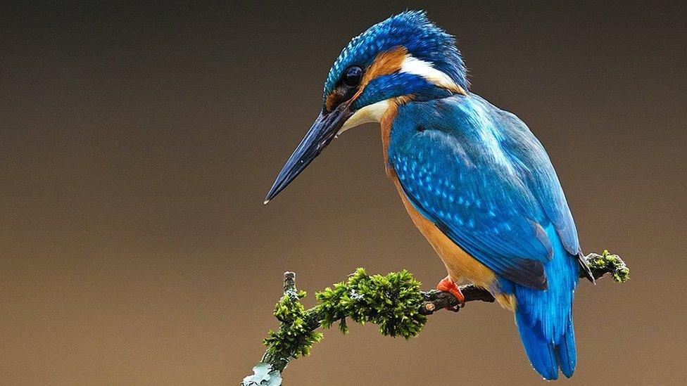 A blue and orange bird sits on a branch