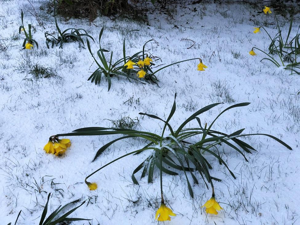 Daffodils in Ullapool