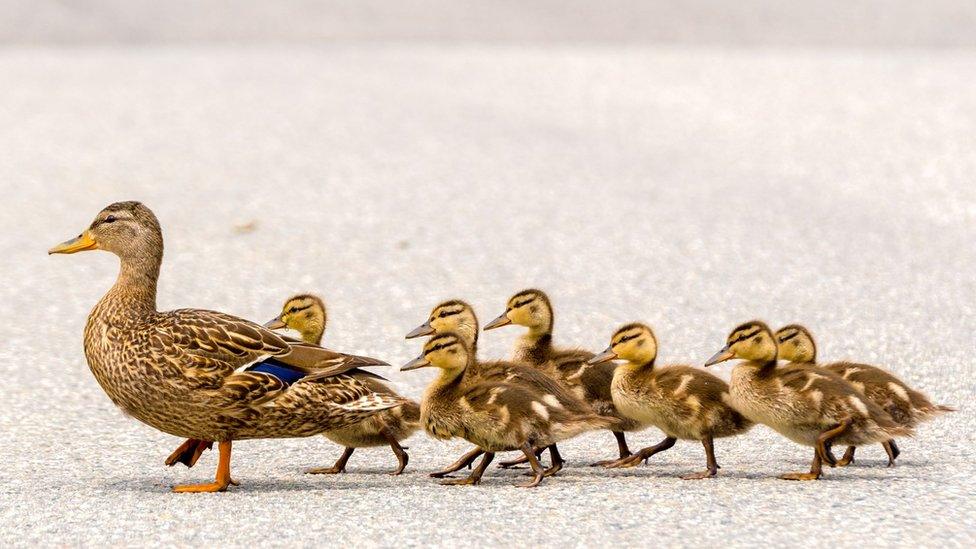 Ducklings