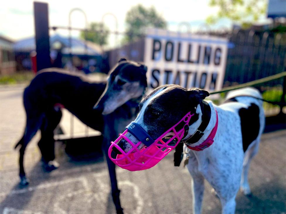 Two greyhounds pose next to a polling station sign in London