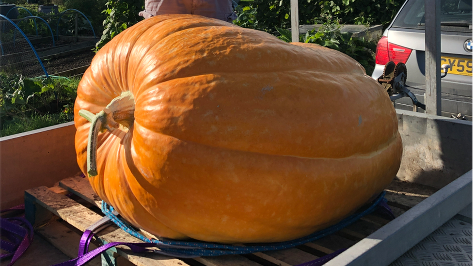 Giant pumpkin