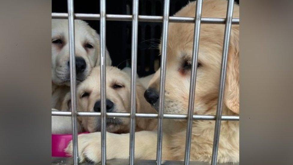 Three puppies behind cage door