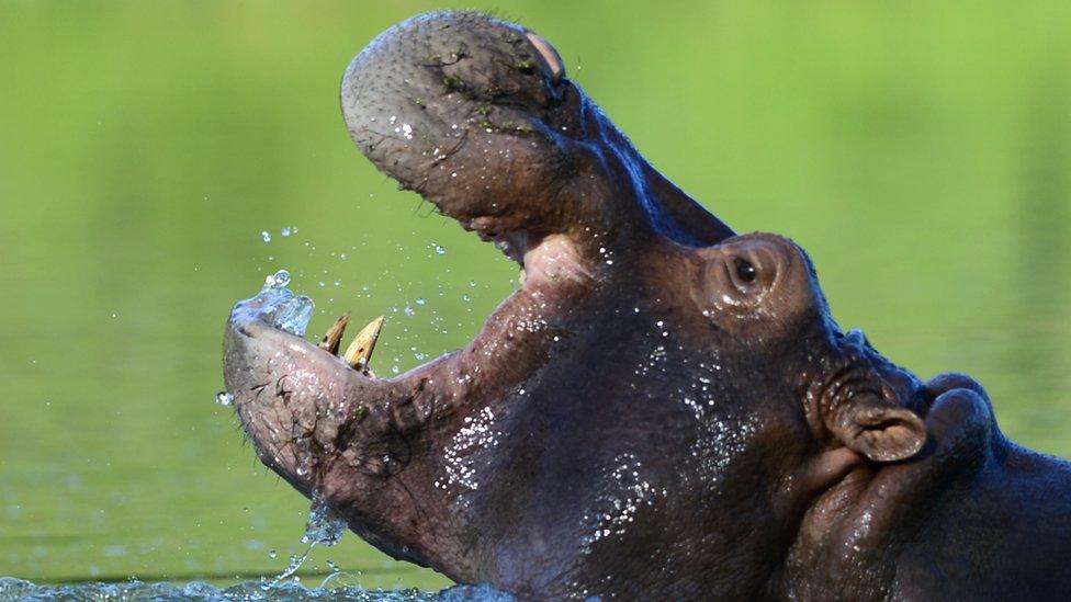 Hippopotamus