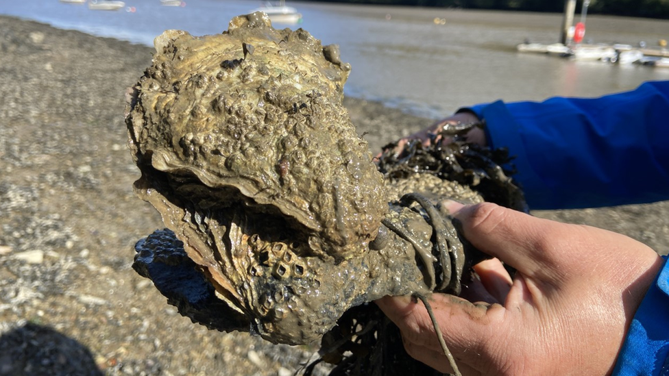 Close up of oyster on a rock