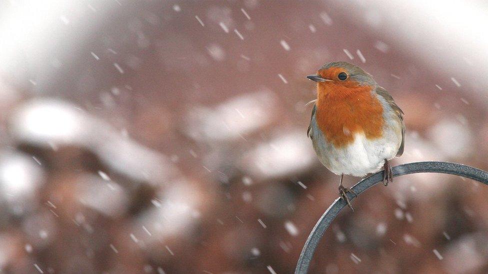 A robin in the snow