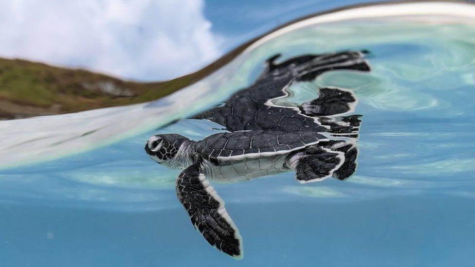 a close up image of a tiny turtle bobbing near the surface of the water