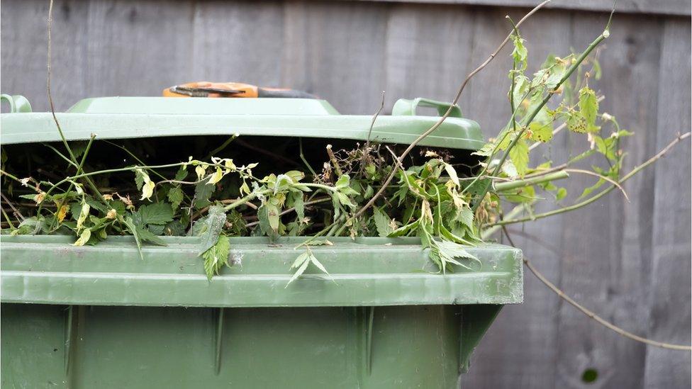 Green wheelie bin