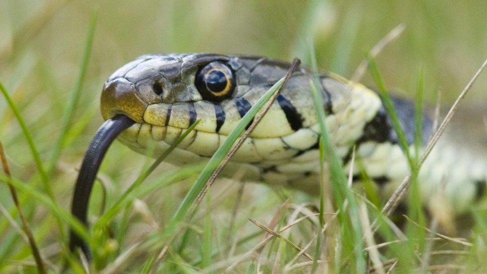 Grass snake